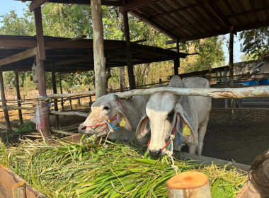 วันที่ 16 กุมภาพันธ์ 2569 ... พารามิเตอร์รูปภาพ 9