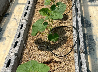 วันที่ 17 มีนาคม 2569 นักวิชาการเกษตร ... พารามิเตอร์รูปภาพ 5