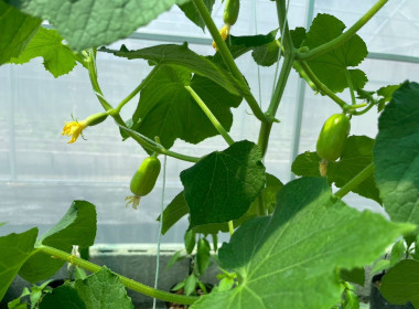 วันที่ 17 มีนาคม 2569 นักวิชาการเกษตร ... พารามิเตอร์รูปภาพ 6